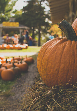 Fall in Love with Leslieville this Autumn
